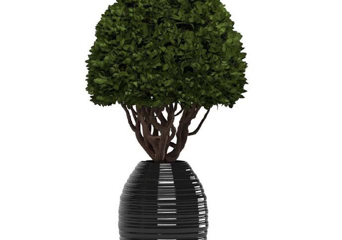 plant01