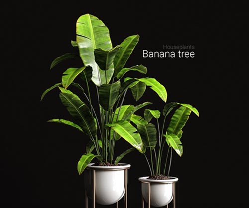 Houseplants banana tree
