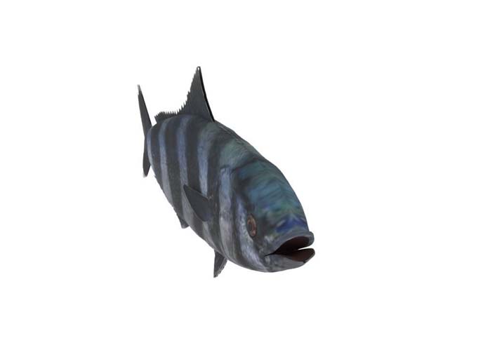Pilotfish 3d modeling for animation.