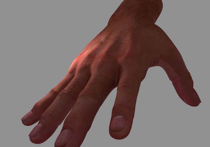 Hand 3d model,human hand