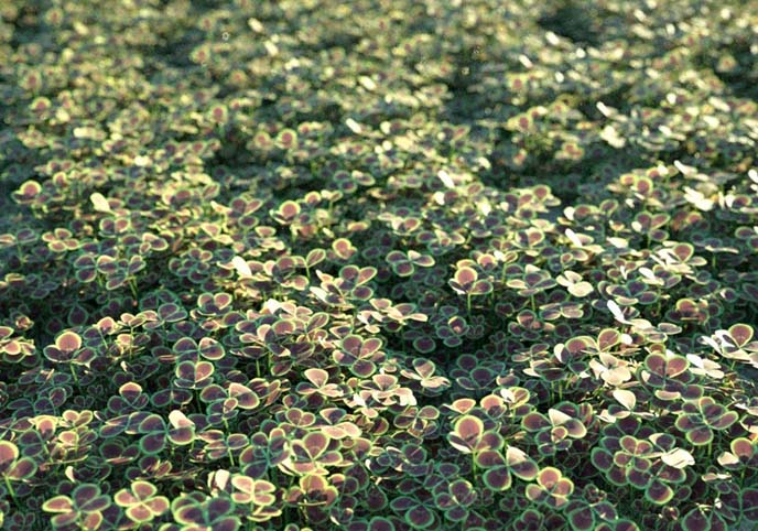 Clover realistic
