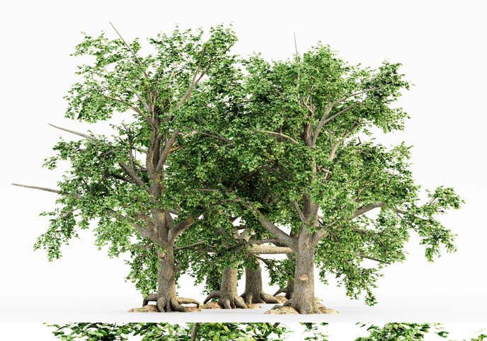 5 Broadleaf tree collection