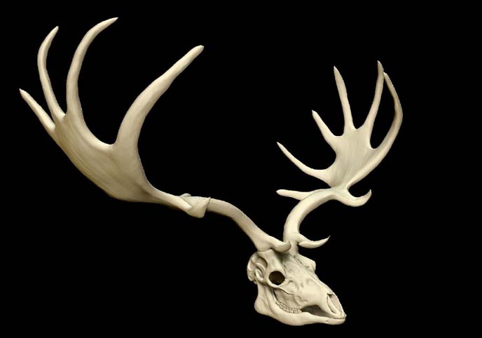 Megaloceros Giganteus or Irish Elk Skull