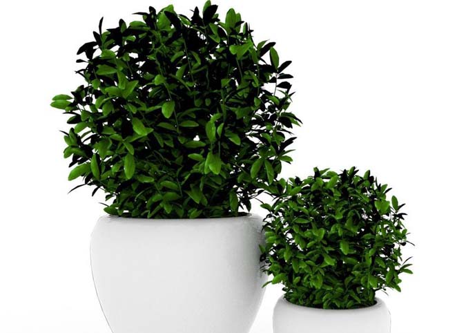 Plants modern 3D