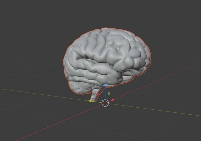 Brain model