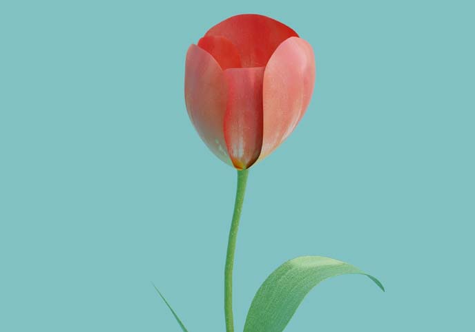 Red Tulip Low Poly Game Ready PBR