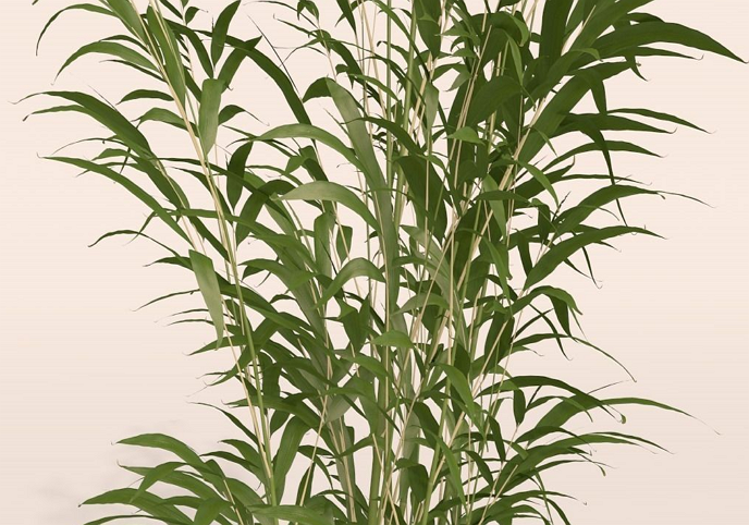 Bamboo plant