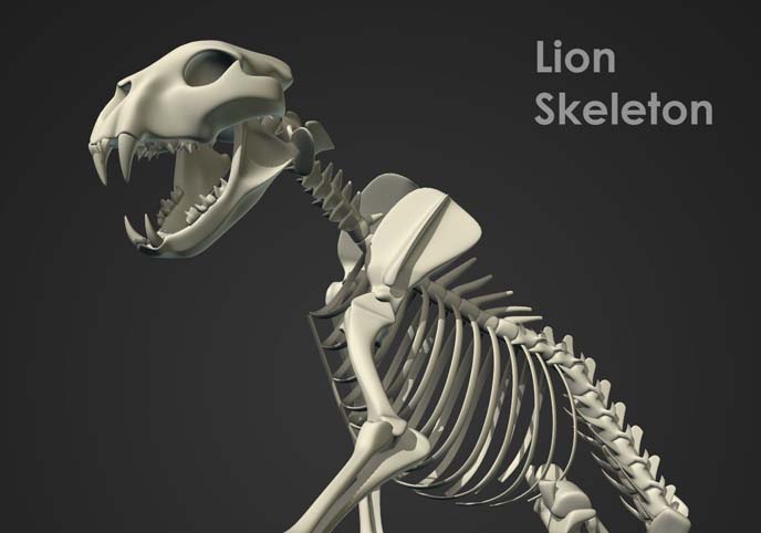 Lion Skeleton Rig