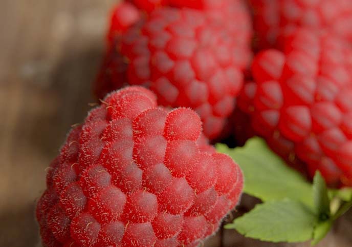 Raspberries in Blender V1 Tutorial Files