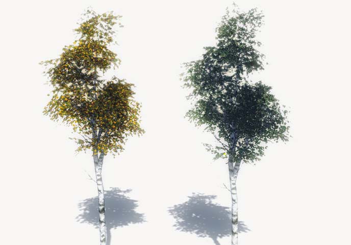 FREE Birch Trees Sample Model