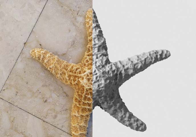 Dry decorative photoscanned Starfish