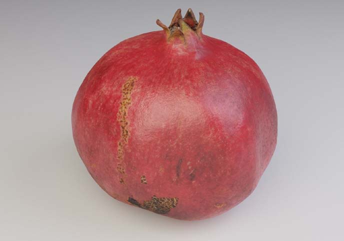 Pomegranate fruit