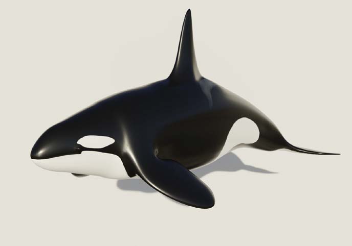 Killer Whale - Low-poly 3D model Free low-poly