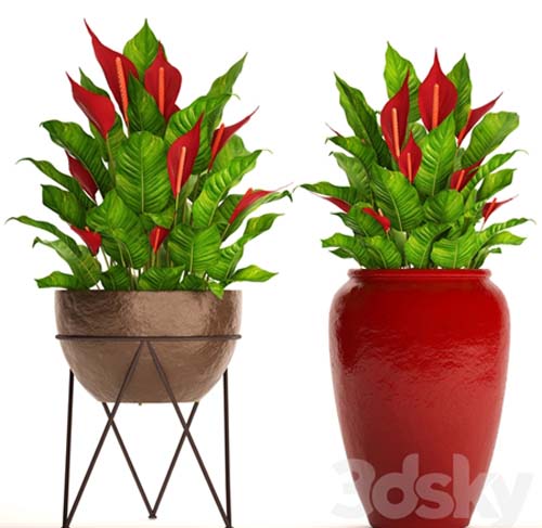 A collection of plants in pots. 55 RED