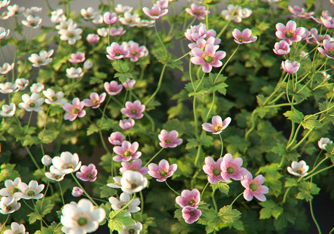 XfrogPlants Anemone Hybrida