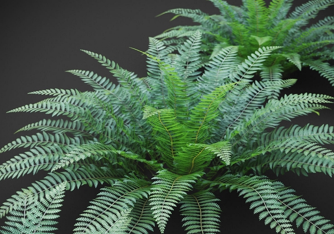 XfrogPlants Ostrich Fern - Matteuccia Struthiopteris