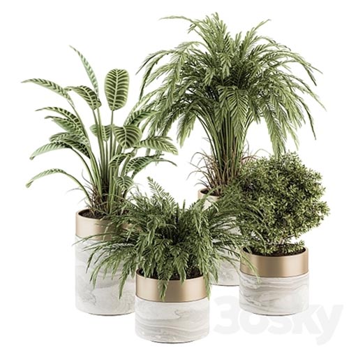 Indoor Plant Set 245 - Plant Set in pot
