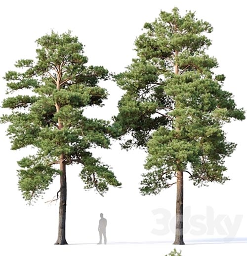 Pinus sylvestris Nr16 H12-14m Two tree set