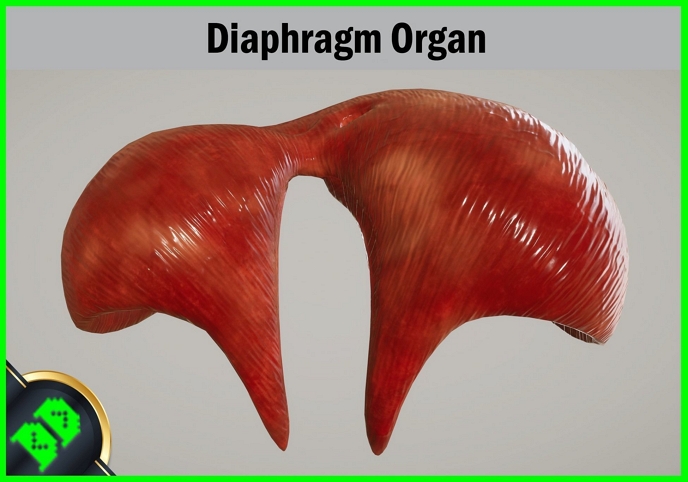 Human Diaphragm - FREE Free low-poly 3D model