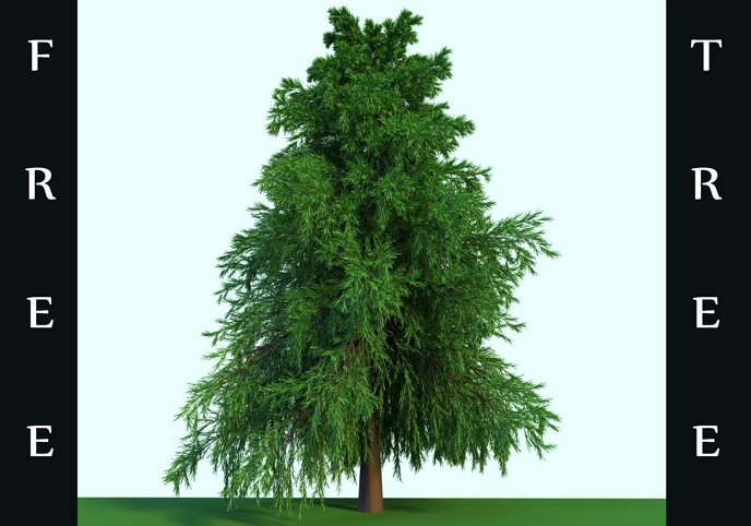 A Free Realistic Spruce Tree Boi