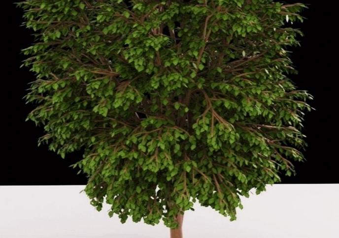 Tree 3d model Free low-poly 3D model