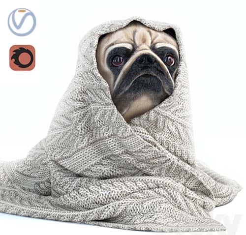 Pug 1 - Winter is coming