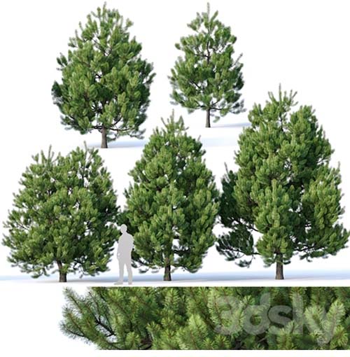 Pinus sylvestris # 2 H3-6m