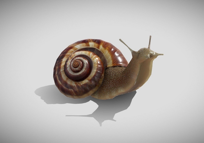 Snail Free 3D model