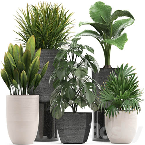 Plant collection 277. palm grass, monstera, rapis, alocasia, pot, flowerpot