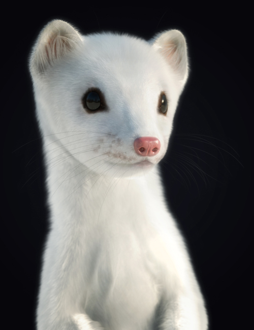 Weasel by AM