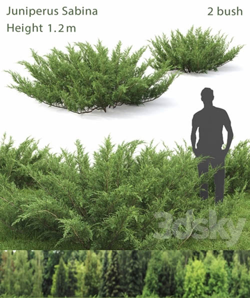 Juniperus Cossack # 1