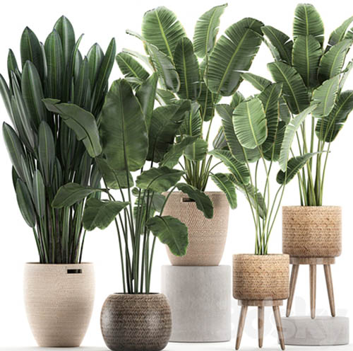 Plant Collection 615. Banana, set, basket, rattan, strelitzia, ravenala, indoor plants, eco desig...