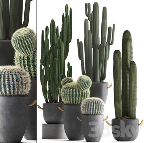 Collection of plants 411. Cactus set. Echinocactus, Cereus, Carnegia, Barrel cactus, indoor plant...