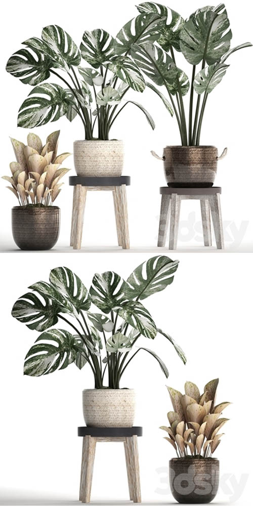 Collection of plants 450. Monstera variegated, basket, rattan, stand, indoor plants