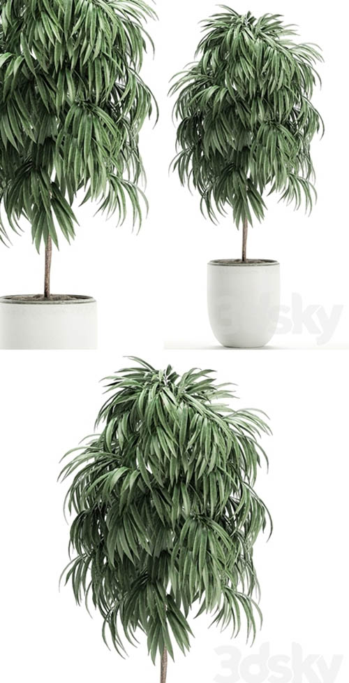 Plant Collection Ficus Alii 501. Decorative tree, white pot, flowerpot, interior, indoor, Scandin...
