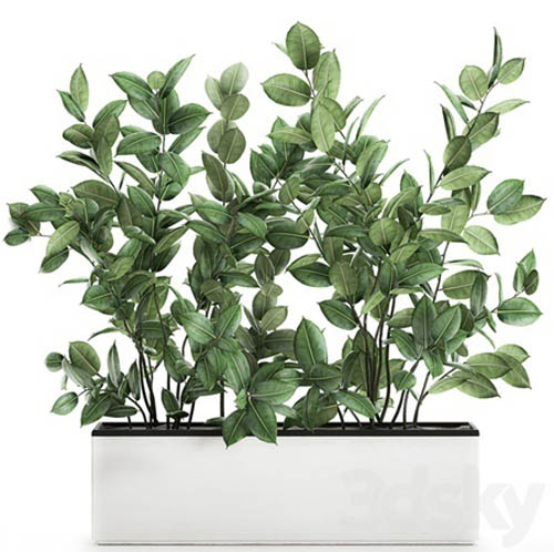 Plant Ficus elastica 675. Thickets, ornamental tree, white pot, flowerpot, Scandinavian style, bu...