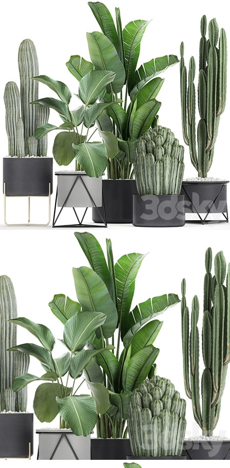 Cacti and strelitzia in a pot 747. Banana, black flowerpot, pot, interior, decorative, stylish, S...