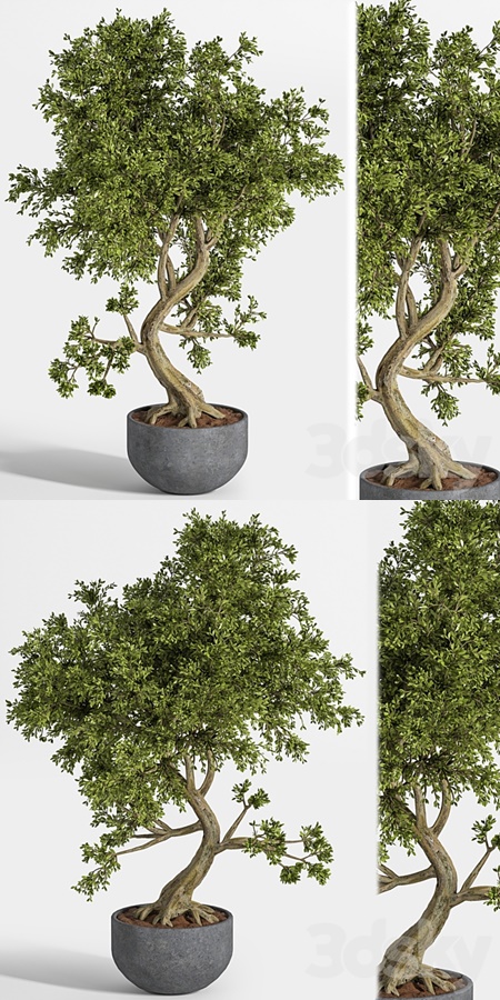 plant bonsai 01