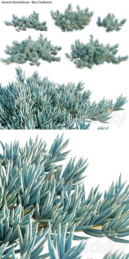 Senecio Mandraliscae - Blue Chalksticks - 01