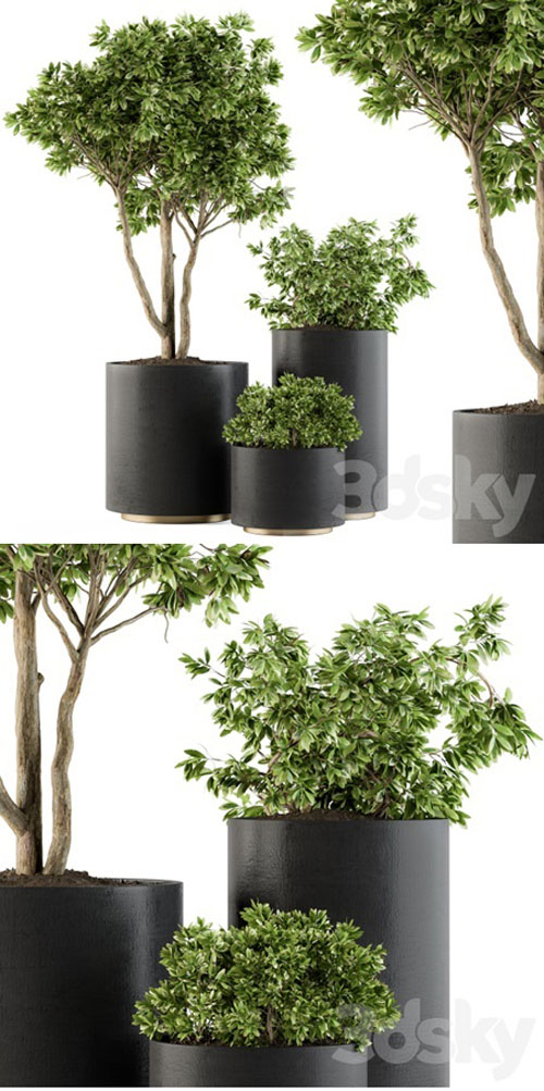 Outdoor Plants Tree in pot - Set 94