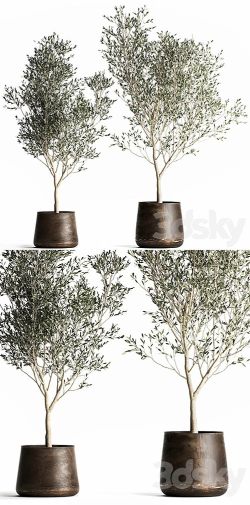Olive trees 968. olive, tree, metal pot, landscaping, indoor plants, rust, outdoor