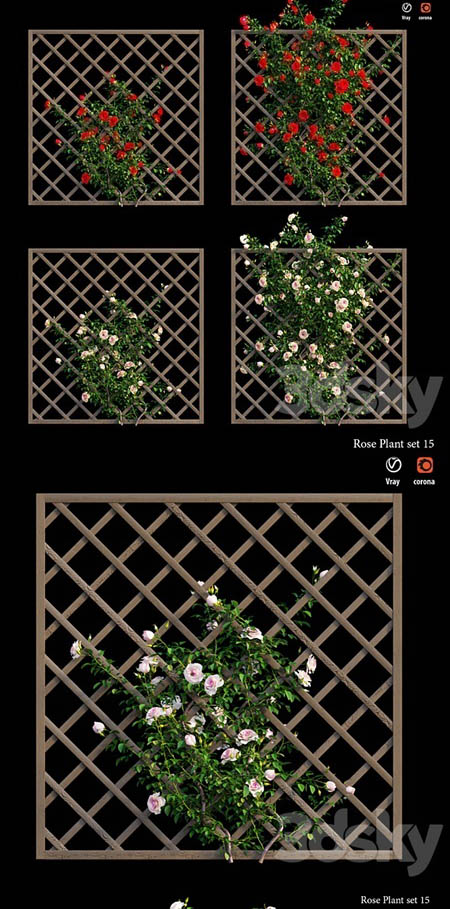 Rose plant set 15