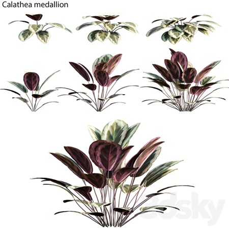 Calathea medallion 01