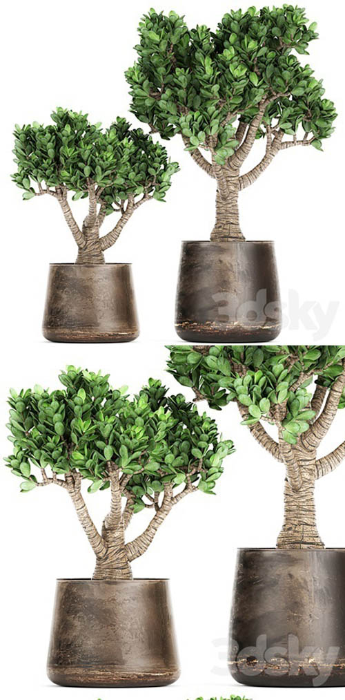 Plant collection Crassula 930. money tree, fat woman, metal flowerpot, rust, industrial style