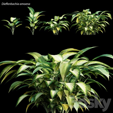 Dieffenbachia amoena