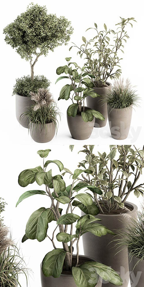 indoor Plant Set 264 - Plant Set in pot