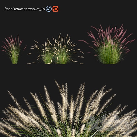 Pennisetum Setaceum 01