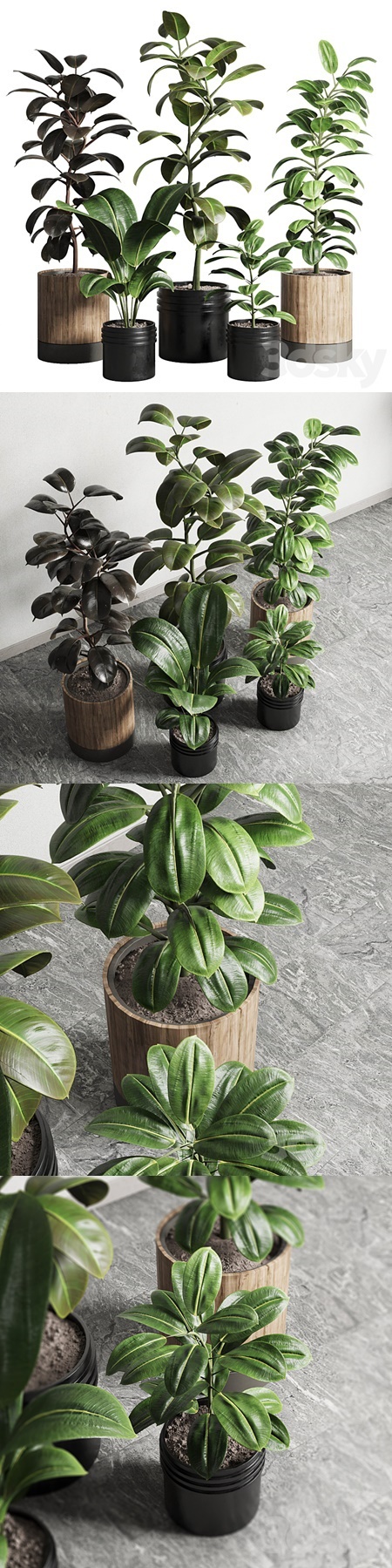 Ficus - Ficus rubbery plant 165 dirty wooden and plastic pots