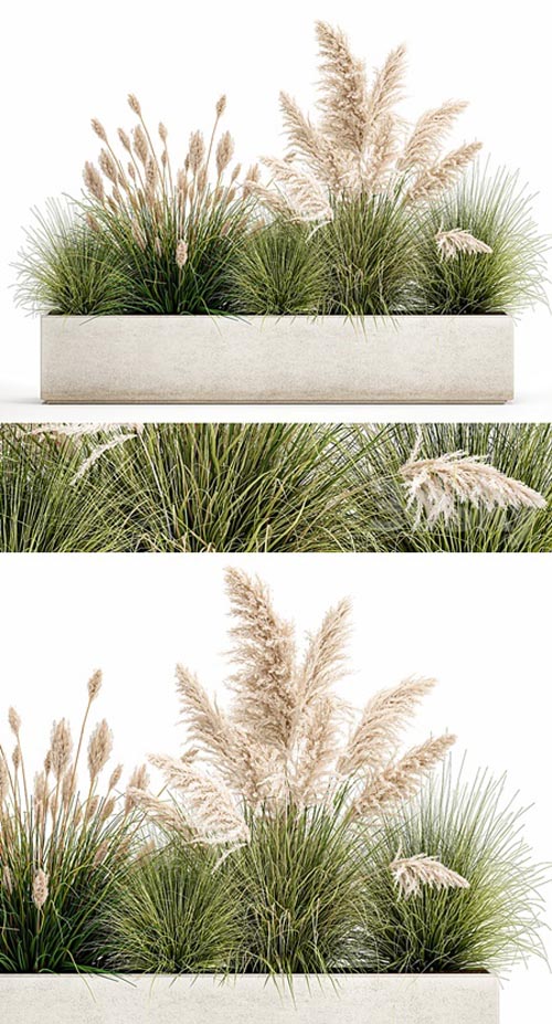 Plant collection 1077. pampas grass, reeds, flower bed, bushes, landscaping, white, flower bed, n...