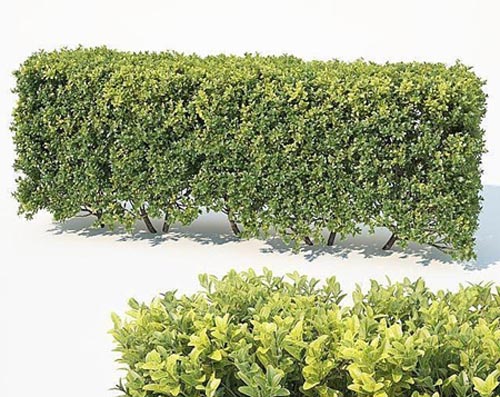 Buxus Sempervirens 6 Modular Hedge